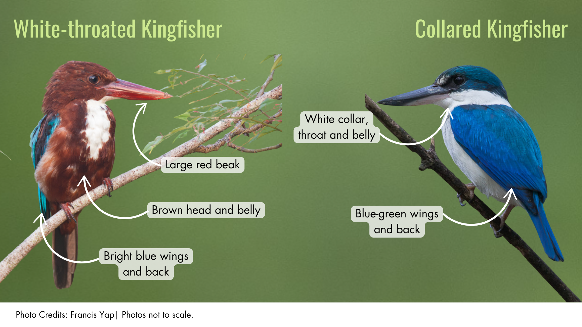 white throated kingfisher vs collared kingfisher